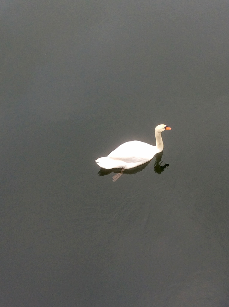swan