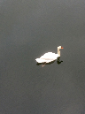 swan