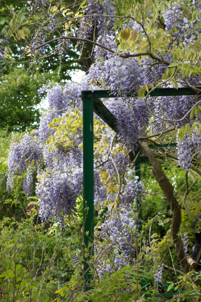 41giverney