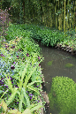 36giverney