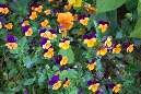 39giverney