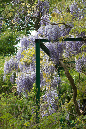 41giverney