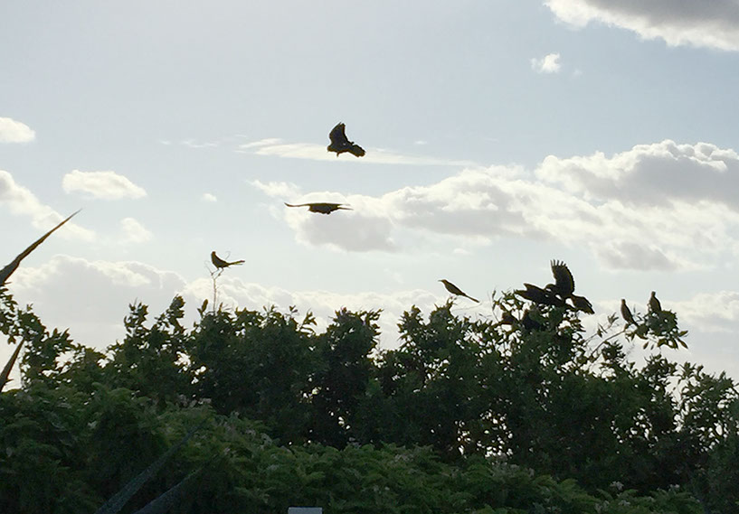%_tempFileName15cancunbirds%