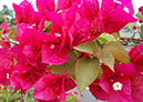 %_tempFileName01jamaica1%