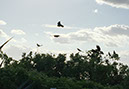 %_tempFileName15cancunbirds%