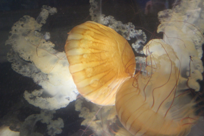 jellies1