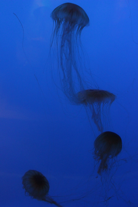 jellies2