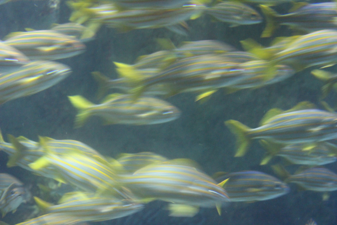 jelliesstripedfish