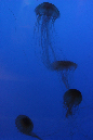 jellies2