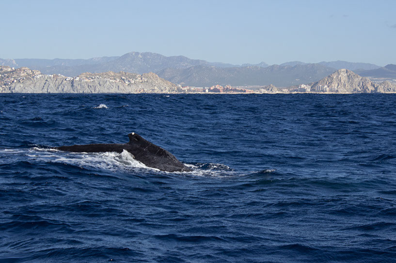 %_tempFileName04cabowhale1%