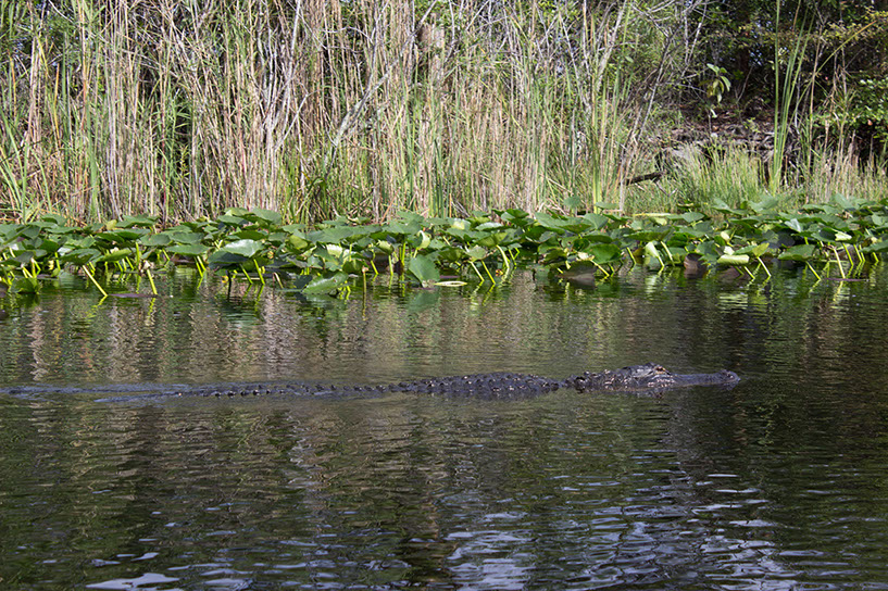 %_tempFileName35gator3%
