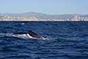 %_tempFileName04cabowhale1%