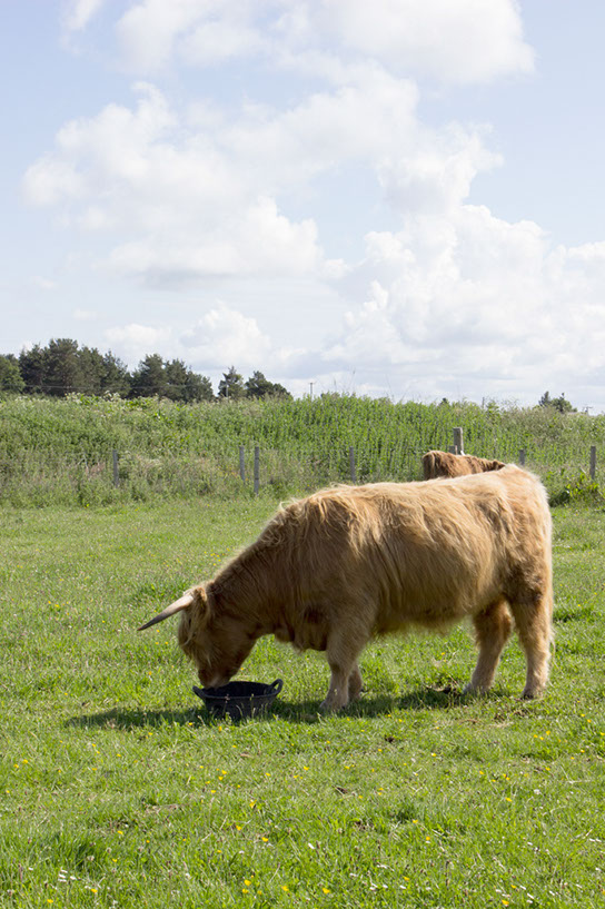 %_tempFileName36culloden2%