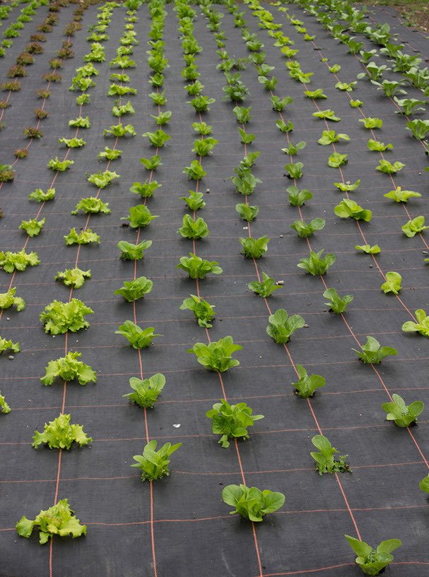 %_tempFileName44balmorallettuce%