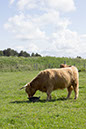%_tempFileName36culloden2%