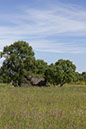 %_tempFileName37culloden3%