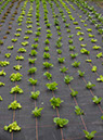 %_tempFileName44balmorallettuce%