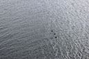 %_tempFileName51invergordonducks%