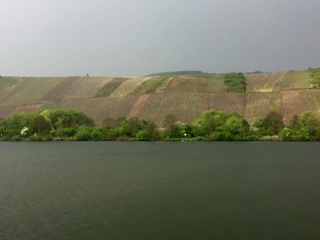 vinyard2