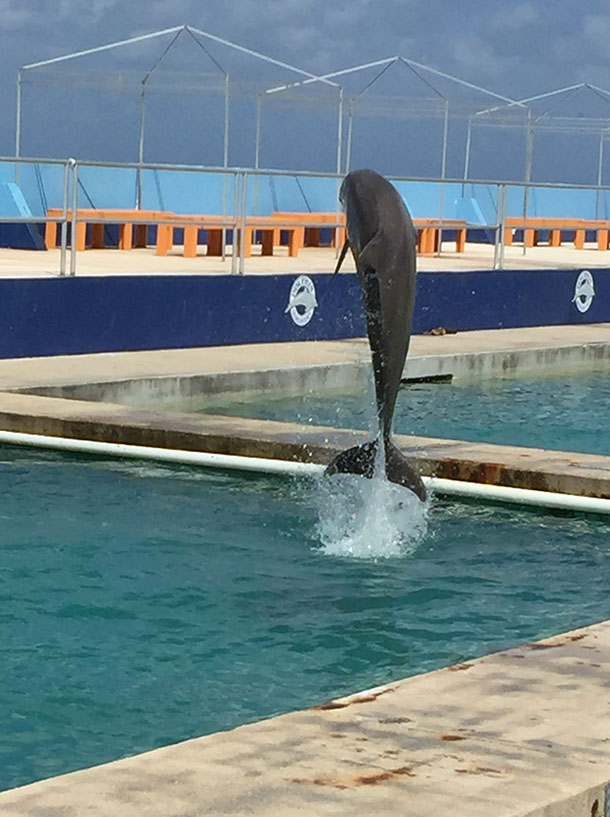 ayman1