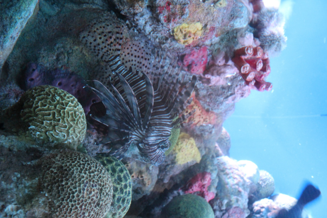 jbostonaquarium1
