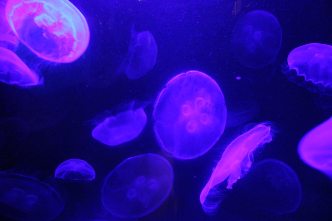 jellies3
