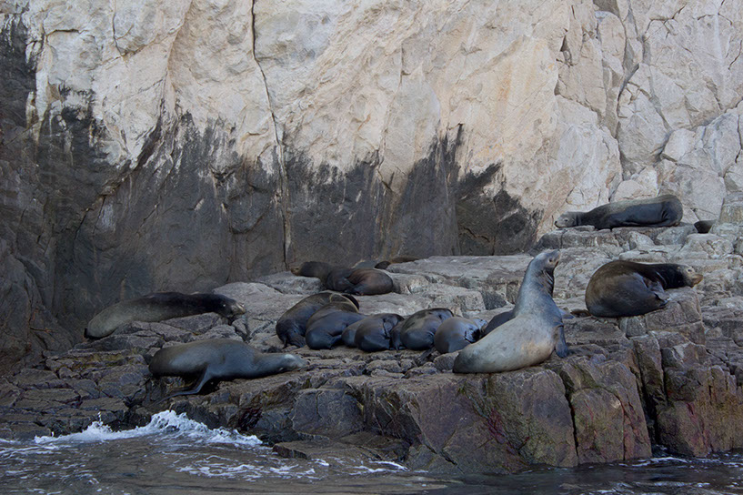 aboseals