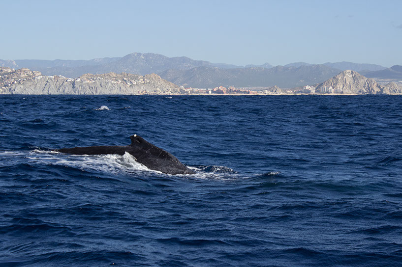 abowhale1