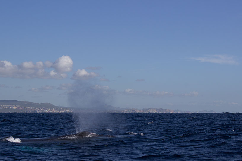 abowhale2