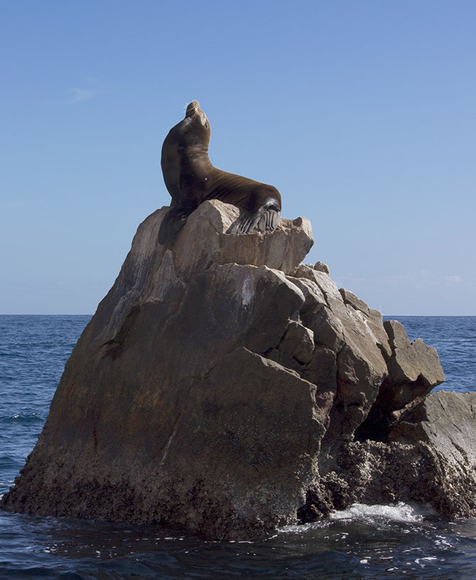 aboseal