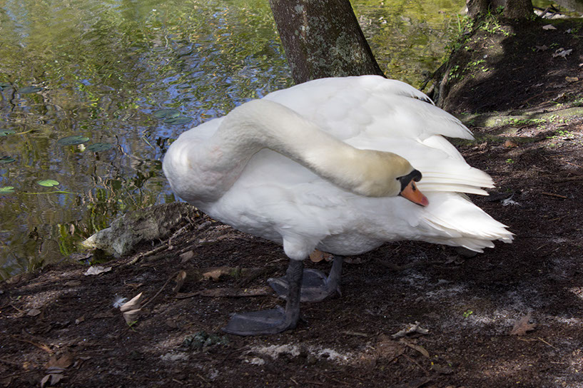 lam4