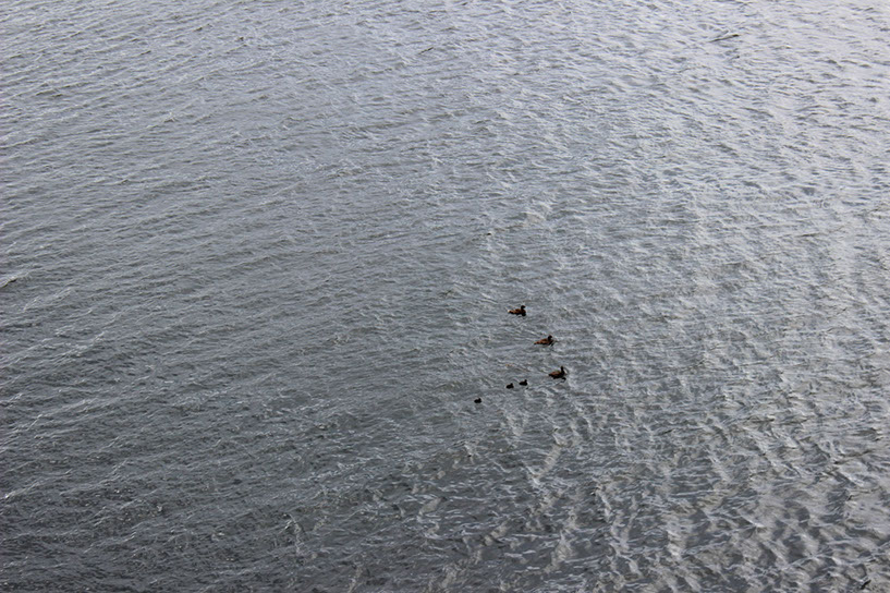 ducks